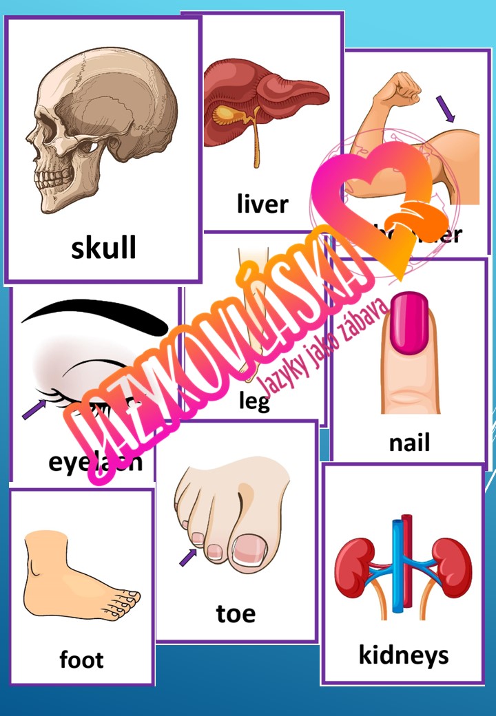 The Human Body Flashcards - Anglický Jazyk | UčiteléUčitelům.cz